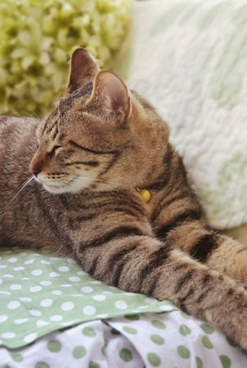 MONKEEP Monkey Bajia - Wig Care Products | Care Liquid | Hair Net | Wig Support | Large Steel Comb | Small Steel Comb